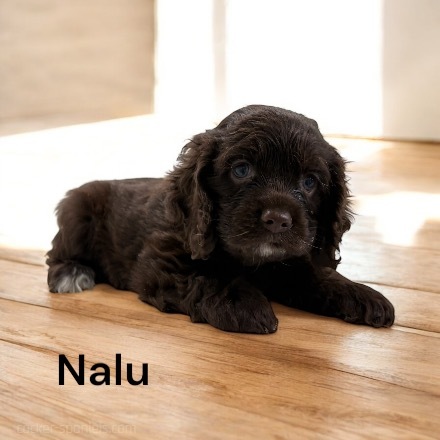 puppy, for, sale, Cocker Spaniel, Joe & Cherri  Overlease, dog, breeder, Miller, MO, dog-breeder, puppy-for-sale, forsale, nearby, find, puppyfind, locator, puppylocator, aca